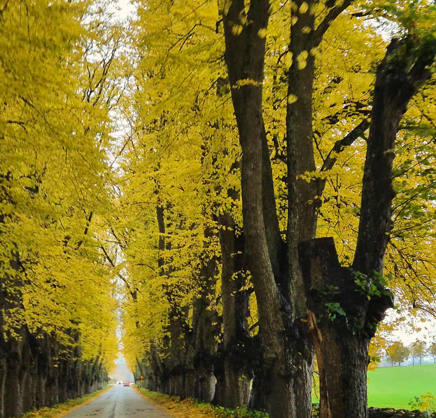 Övedskloster i Skåne i höstfärger.