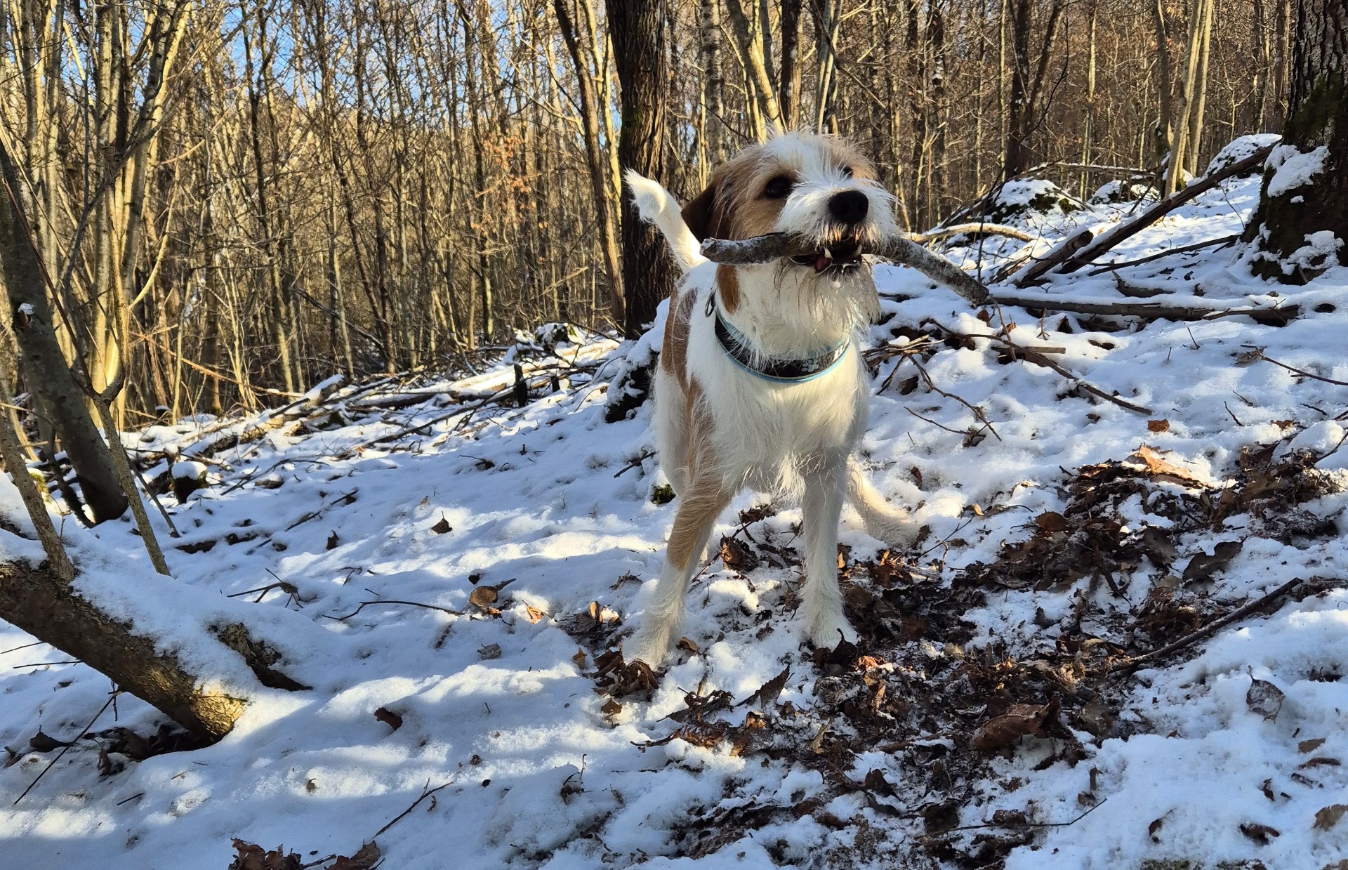 Februari bjuder på snö i stora delar av vårt land!
